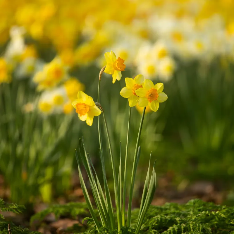 Daffodils