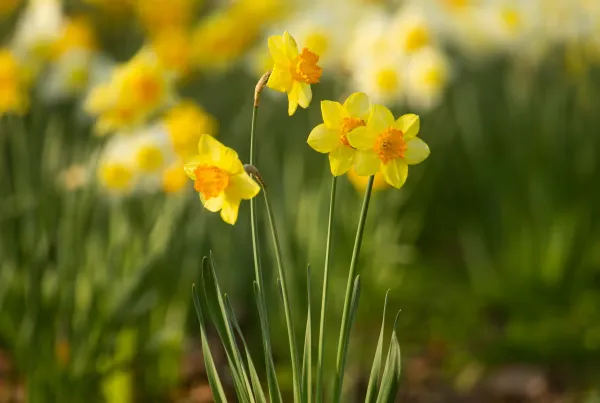 Daffodils